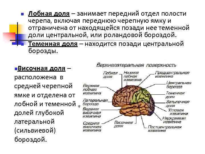 Теменную долю от лобной отделяет борозда. Отделы лобной доли. Передний отдел теменной доли. Отделы теменной доли. Позади центральной (роландовой) бороздой располагается.