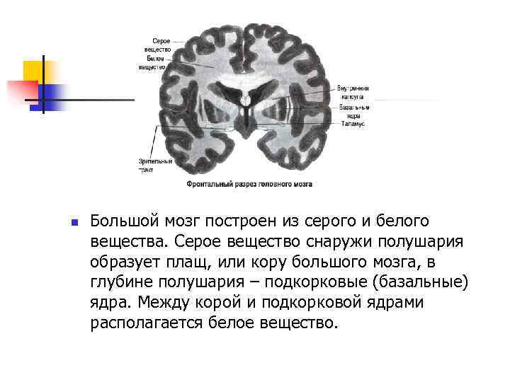 n Большой мозг построен из серого и белого вещества. Серое вещество снаружи полушария образует