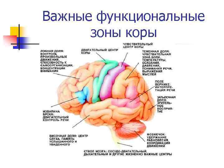 Важные функциональные зоны коры 
