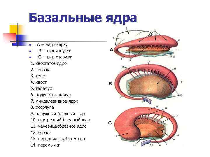 Базальные ядра А -- вид сверху n B -- вид изнутри n C --