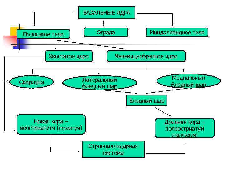 БАЗАЛЬНЫЕ ЯДРА Ограда Полосатое тело Хвостатое ядро Скорлупа Миндалевидное тело Чечевицеобразное ядро Медиальный бледный