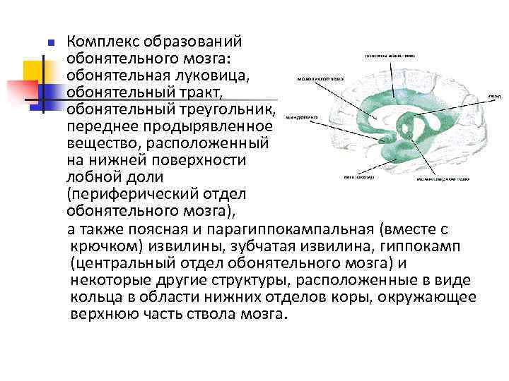 n Комплекс образований обонятельного мозга: обонятельная луковица, обонятельный тракт, обонятельный треугольник, переднее продырявленное вещество,