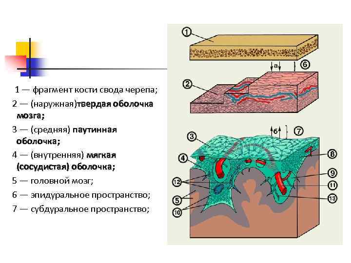 1 — фрагмент кости свода черепа; 2 — (наружная)твердая оболочка мозга; 3 — (средняя)