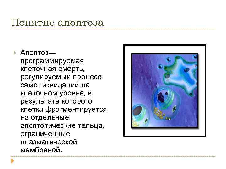 Понятие апоптоза Апопто з— программируемая клеточная смерть, регулируемый процесс самоликвидации на клеточном уровне, в