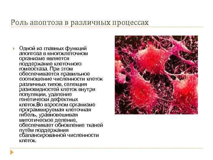 Роль апоптоза в различных процессах Одной из главных функций апоптоза в многоклеточном организме является