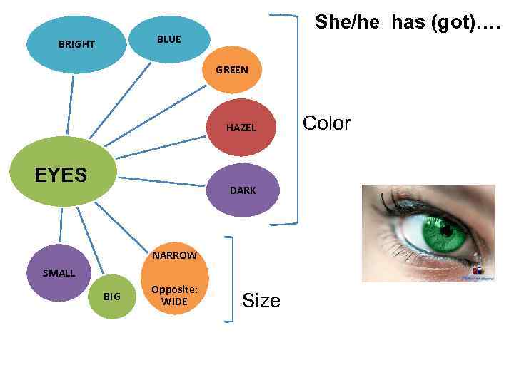 She/he has (got)…. BLUE BRIGHT GREEN HAZEL EYES DARK NARROW SMALL BIG Opposite: WIDE