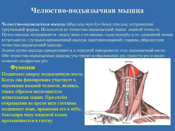 Мышцы расположенные ниже подъязычной кости