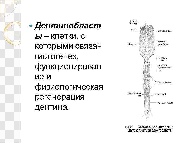  Дентинобласт ы – клетки, с которыми связан гистогенез, функционирован ие и физиологическая регенерация