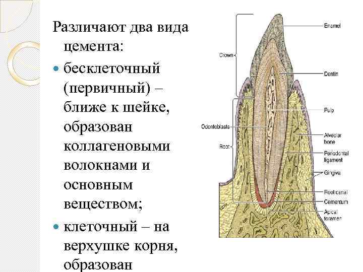 Схема строения зуба гистология