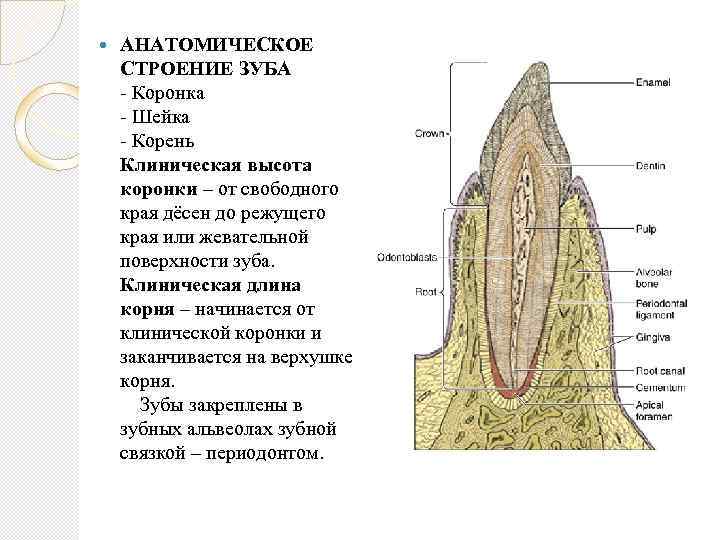  АНАТОМИЧЕСКОЕ СТРОЕНИЕ ЗУБА Коронка Шейка Корень Клиническая высота коронки – от свободного края