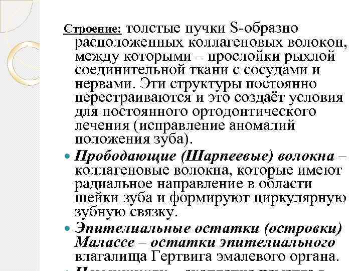 толстые пучки S образно расположенных коллагеновых волокон, между которыми – прослойки рыхлой соединительной ткани