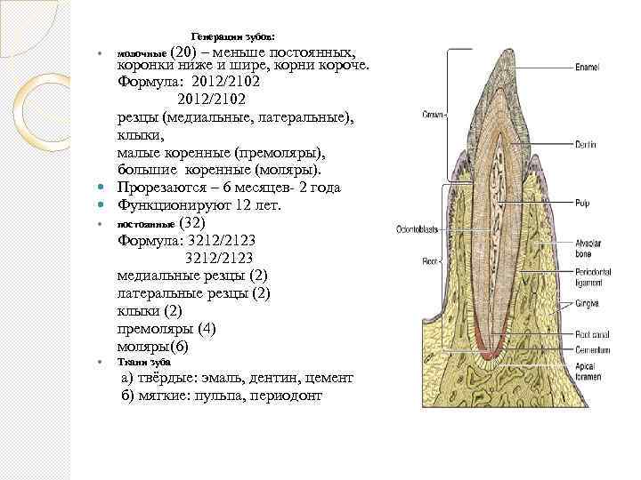 Гистология схема зуба