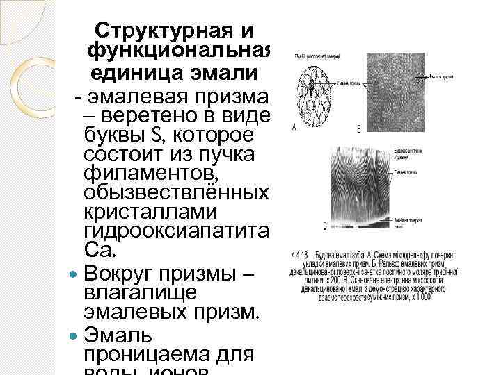 Структурная и функциональная единица эмали - эмалевая призма – веретено в виде буквы S,