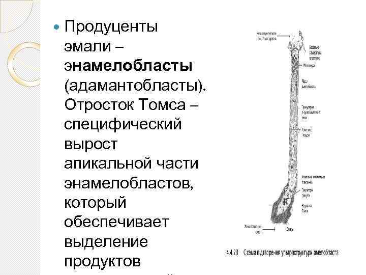  Продуценты эмали – энамелобласты (адамантобласты). Отросток Томса – специфический вырост апикальной части энамелобластов,