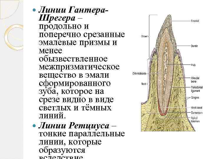 Гистология зуба презентация