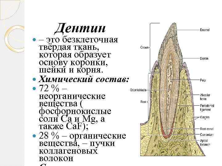  – Дентин это безклеточная твёрдая ткань, которая образует основу коронки, шейки и корня.