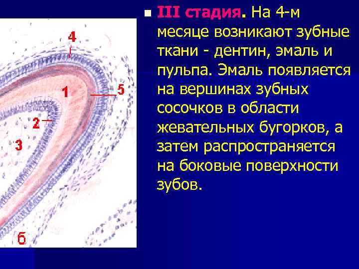 n III стадия. На 4 -м месяце возникают зубные ткани - дентин, эмаль и