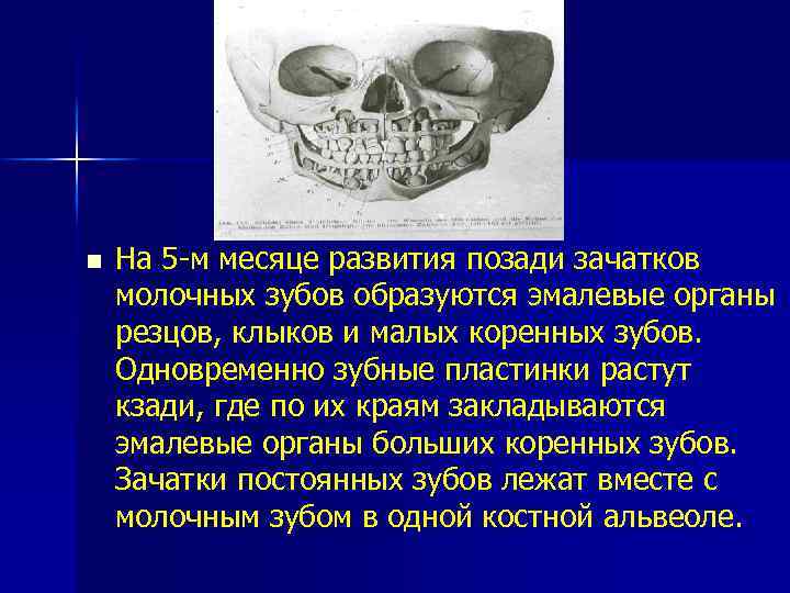 n На 5 -м месяце развития позади зачатков молочных зубов образуются эмалевые органы резцов,
