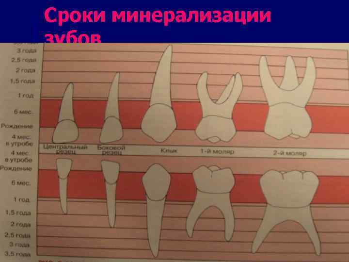 Сроки минерализации зубов 