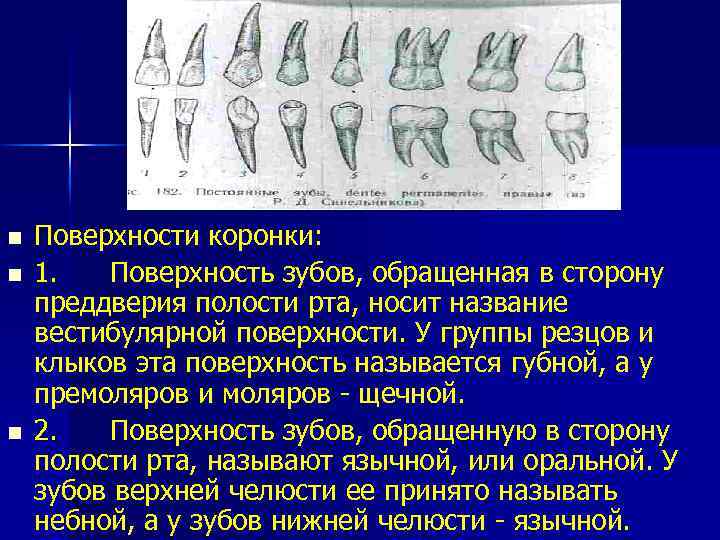 n n n Поверхности коронки: 1. Поверхность зубов, обращенная в сторону преддверия полости рта,