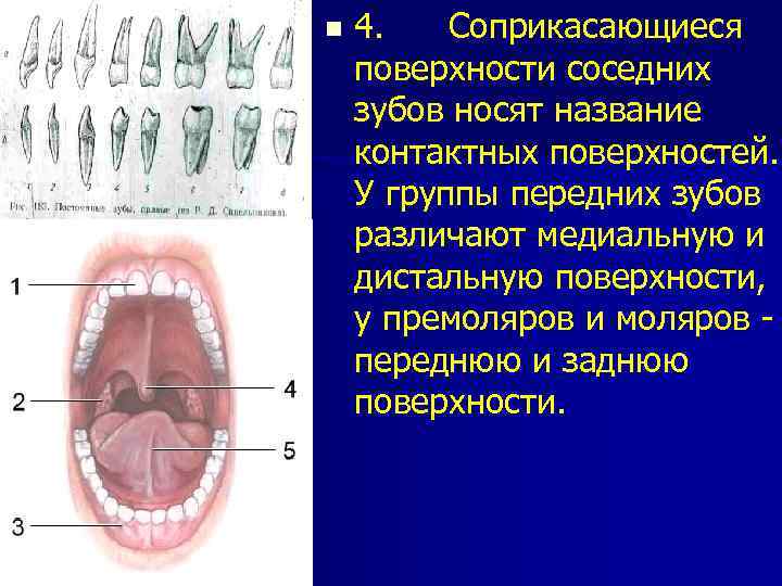 Зуб носит. Анатомия поверхности зуба медиальная. Анатомия зубов вестибулярная дистальная медиальная. Медиальная контактная поверхность зуба. Поверхности коронки зуба.