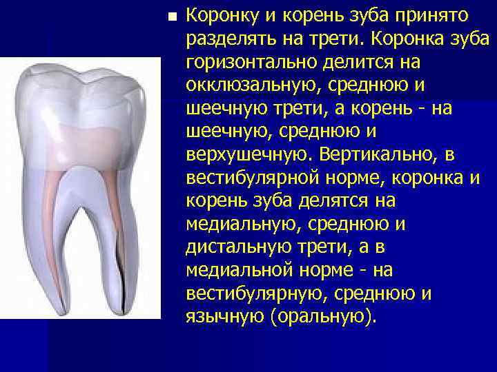 n Коронку и корень зуба принято разделять на трети. Коронка зуба горизонтально делится на