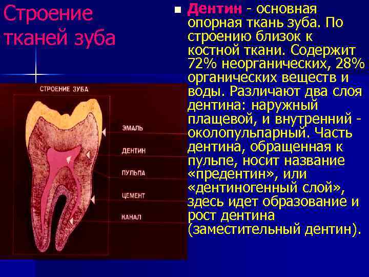 Строение тканей зуба n Дентин - основная опорная ткань зуба. По строению близок к