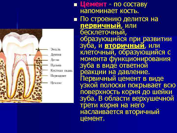 n n Цемент - по составу напоминает кость. По строению делится на первичный, или