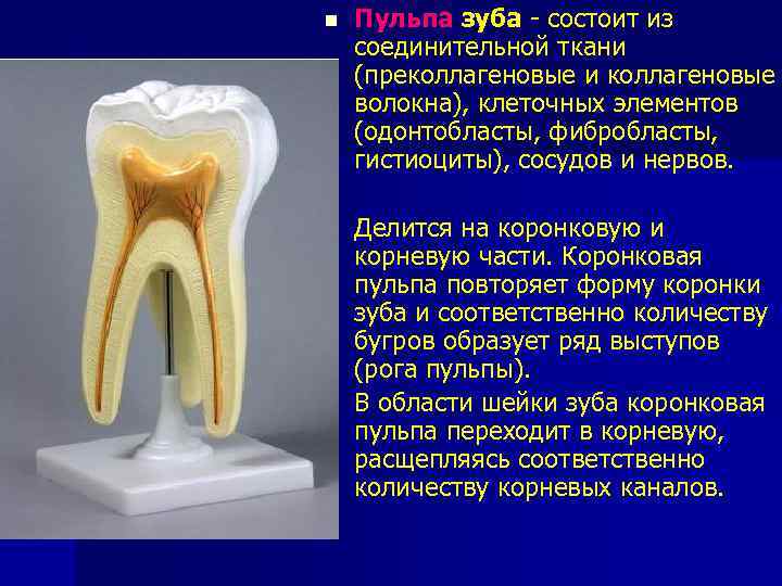 n Пульпа зуба - состоит из соединительной ткани (преколлагеновые и коллагеновые волокна), клеточных элементов