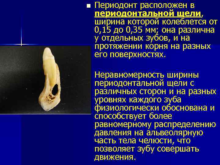 n Периодонт расположен в периодонтальной щели, ширина которой колеблется от 0, 15 до 0,