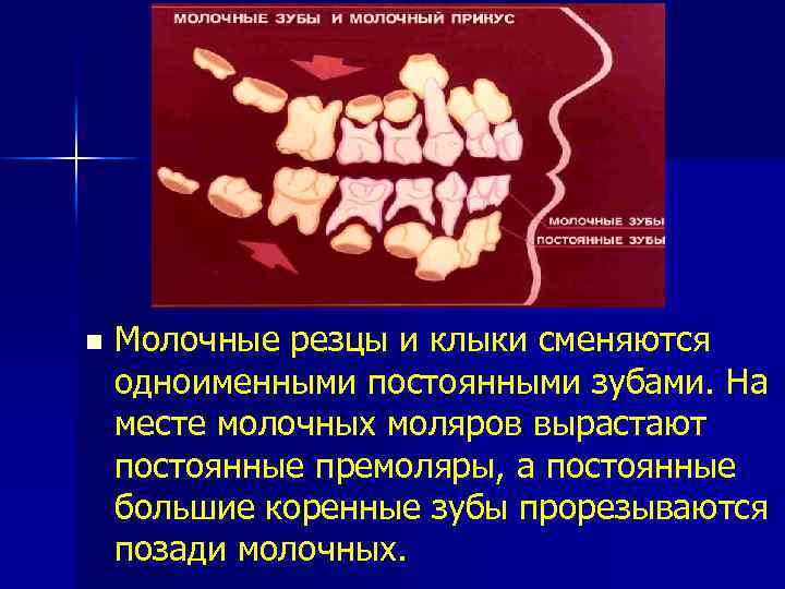 n Молочные резцы и клыки сменяются одноименными постоянными зубами. На месте молочных моляров вырастают