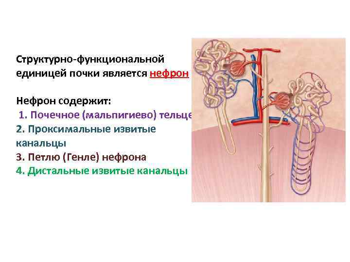 Структурно функциональная единица почки. Структурно-функциональной единицей почки является нефрон. Основной структурно-функциональной единицей почки является. Структурная и функциональная единица почки. Что является основной функциональной единицей почки.