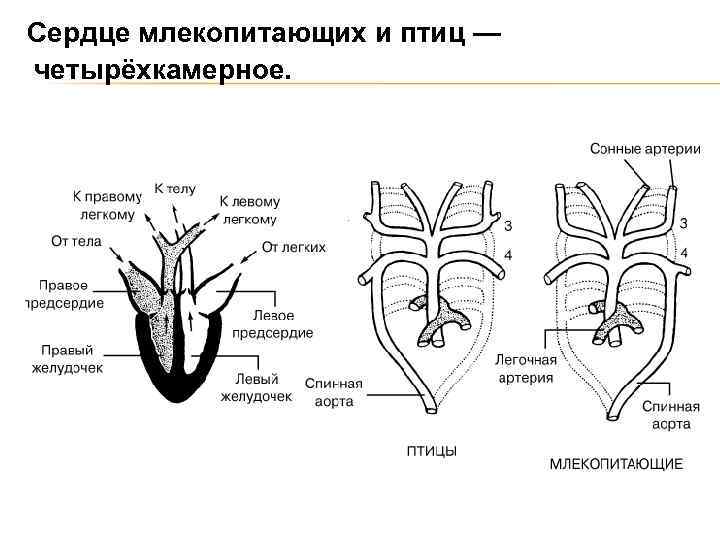 Строение сердца млекопитающих рисунок