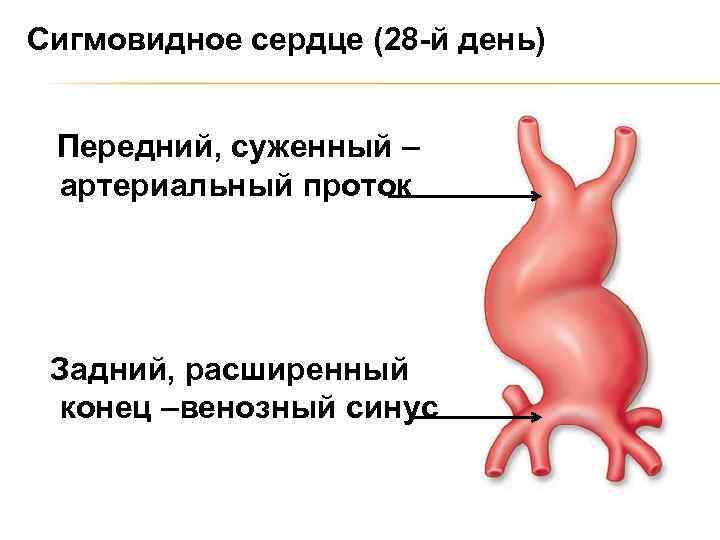 Развитие сердца презентация