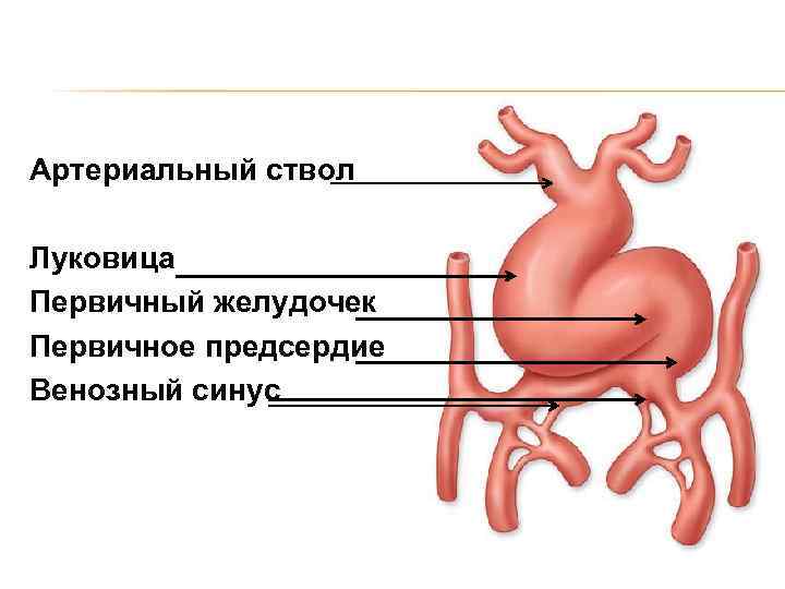 Общий артериальный ствол презентация