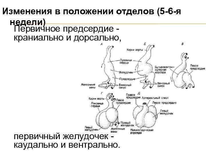 Изменения в положении отделов (5 -6 -я недели) Первичное предсердие краниально и дорсально, первичный