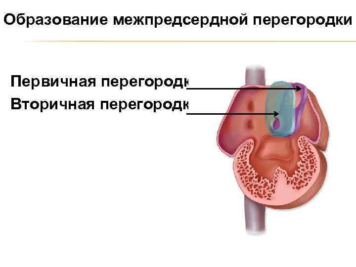 Образование межпредсердной перегородки Первичная перегородка Вторичная перегородка 