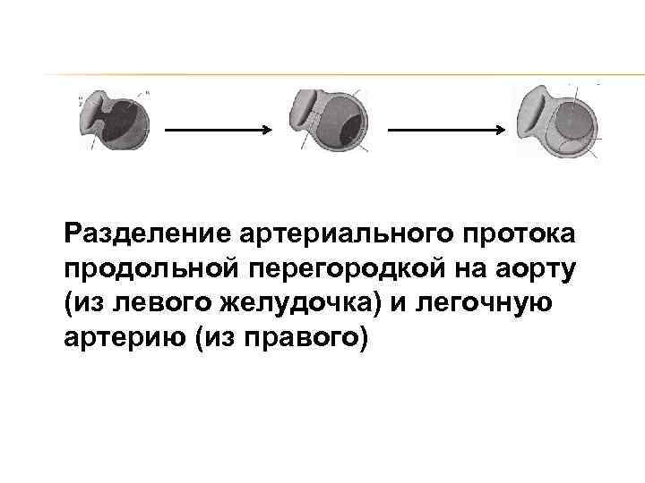 Разделение артериального протока продольной перегородкой на аорту (из левого желудочка) и легочную артерию (из