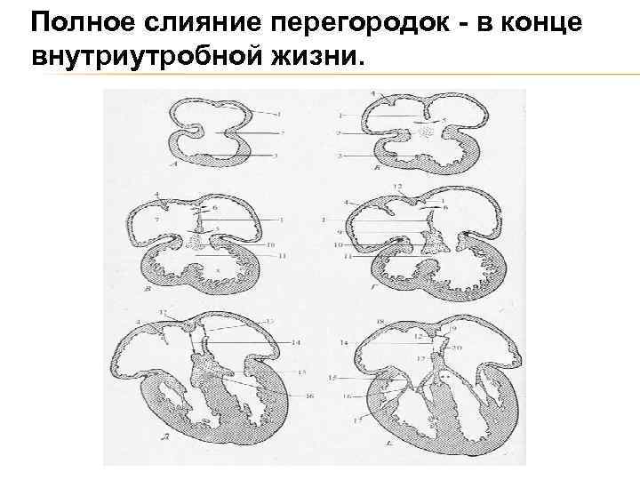 Полное слияние перегородок - в конце внутриутробной жизни. 