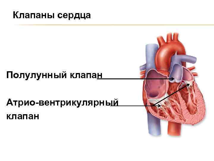 Клапаны сердца Полулунный клапан Атрио-вентрикулярный клапан 