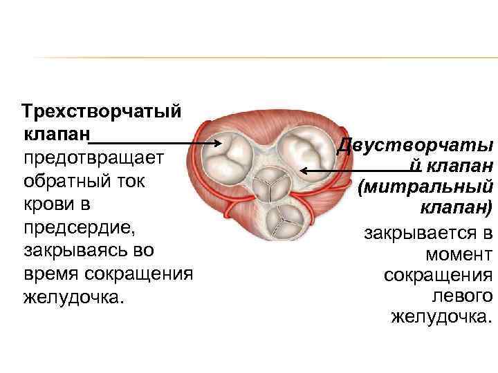 Трехстворчатый клапан предотвращает обратный ток крови в предсердие, закрываясь во время сокращения желудочка. Двустворчаты