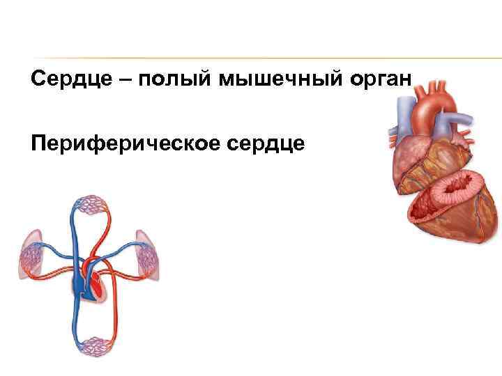 Сердце – полый мышечный орган Периферическое сердце 