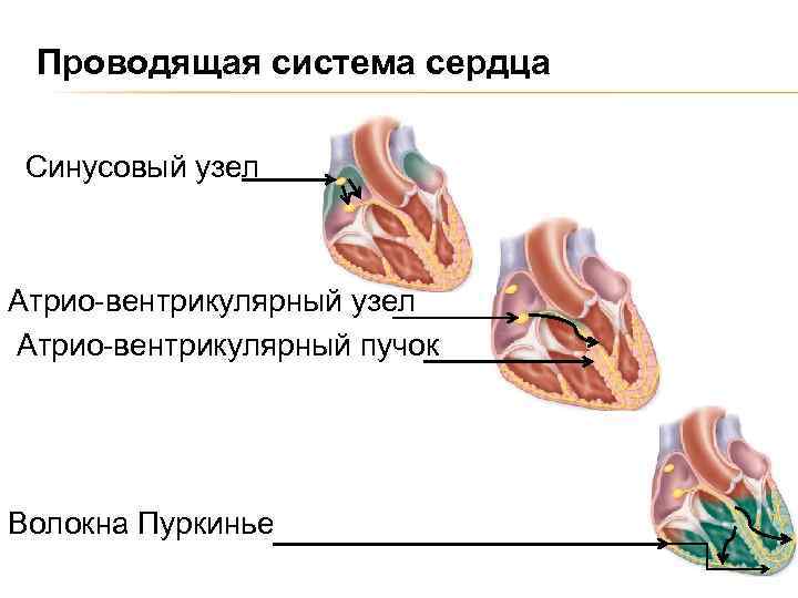 Проводящая система сердца Синусовый узел Атрио-вентрикулярный пучок Волокна Пуркинье 