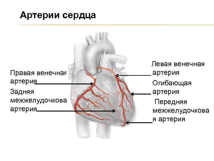 Коронарные артерии венечные вены. Правая и левая коронарные артерии. Правая венечная артерия сердца. Левачвенечная артерри.
