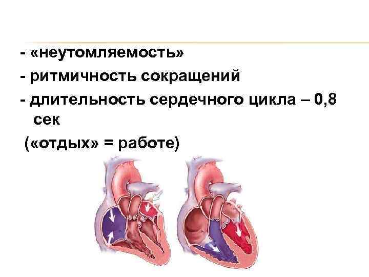 - «неутомляемость» - ритмичность сокращений - длительность сердечного цикла – 0, 8 сек (