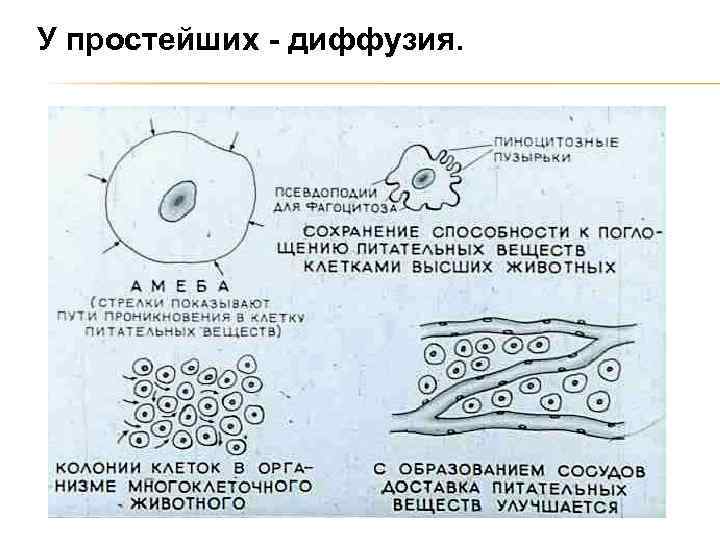 У простейших - диффузия. 