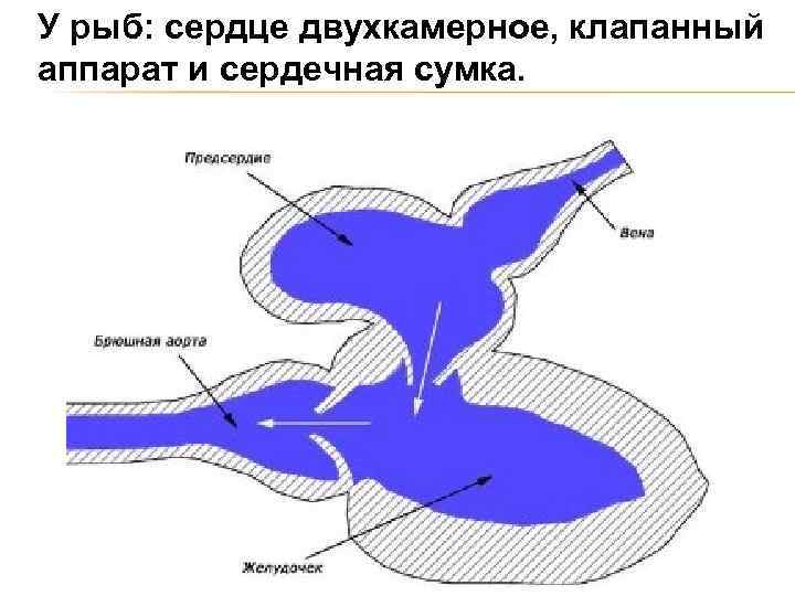 У рыб: сердце двухкамерное, клапанный аппарат и сердечная сумка. 