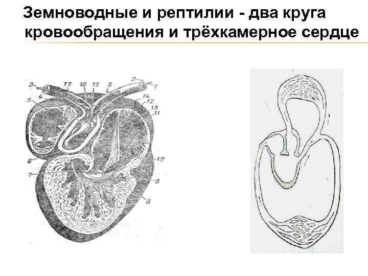 Земноводные и рептилии - два круга кровообращения и трёхкамерное сердце 