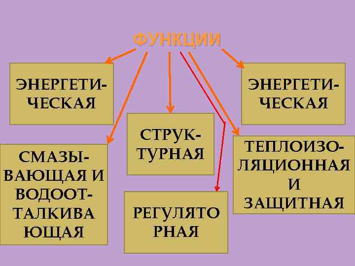 ФУНКЦИИ ЭНЕРГЕТИЧЕСКАЯ СМАЗЫВАЮЩАЯ И ВОДООТТАЛКИВА ЮЩАЯ ЭНЕРГЕТИЧЕСКАЯ СТРУКТУРНАЯ РЕГУЛЯТО РНАЯ ТЕПЛОИЗОЛЯЦИОННАЯ И ЗАЩИТНАЯ 