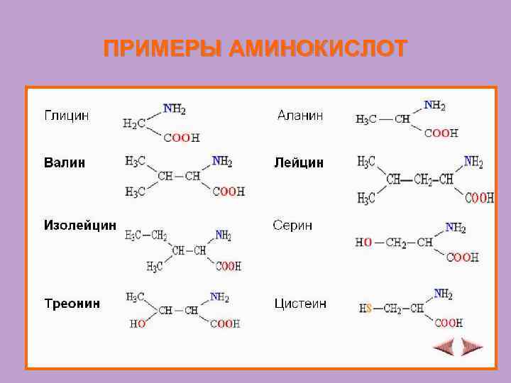 ПРИМЕРЫ АМИНОКИСЛОТ 